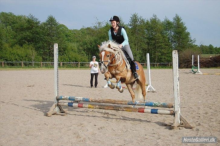 Haflinger Blue Star (BS) - Min dejlige pony, der elsker at springe! <3 billede 18