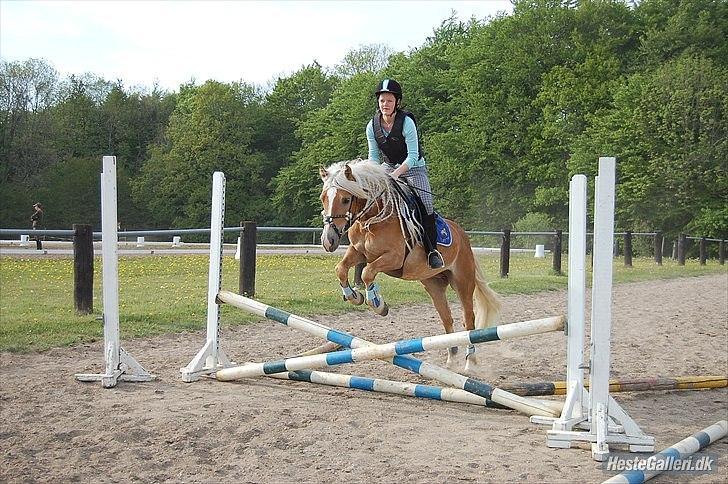 Haflinger Blue Star (BS) - Vi er blevet så gode! <3 billede 19