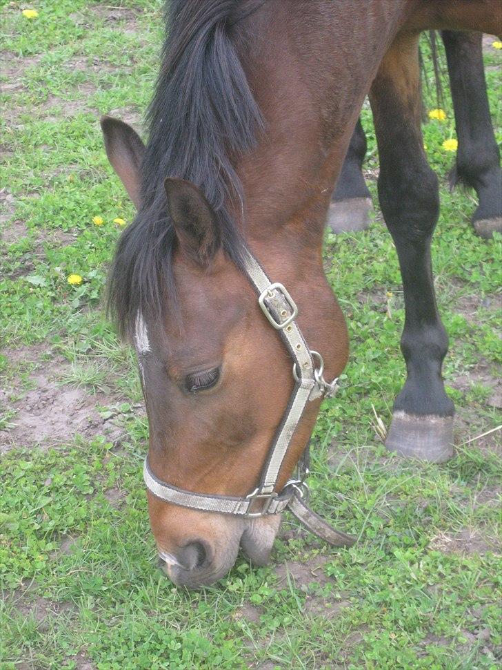Anden særlig race Lillelunds Polle - Mad:D billede 2