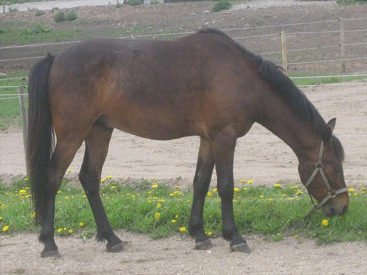 Anden særlig race Lillelunds Polle - Elsker dig, dreng<3 billede 3