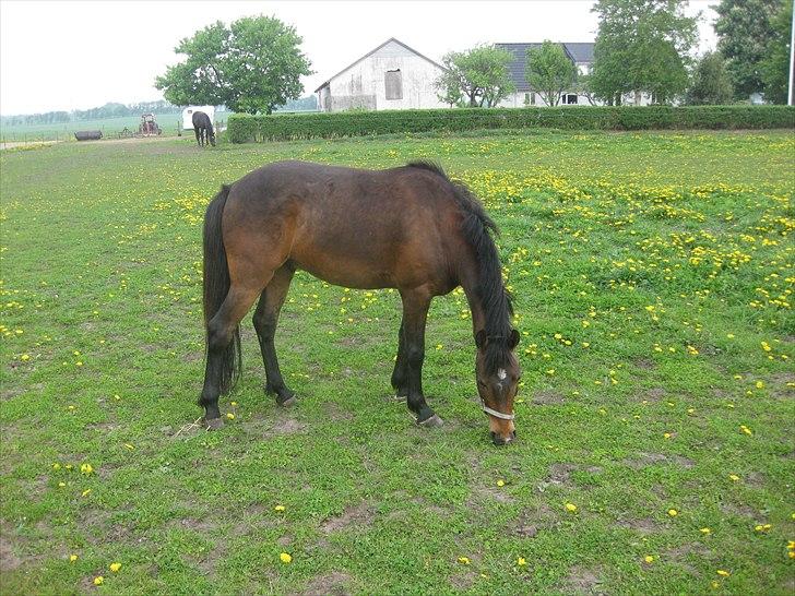 Anden særlig race Lillelunds Polle - Så er sommeren kommet:) billede 4