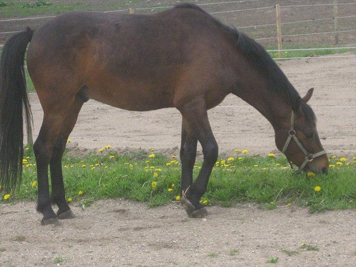 Anden særlig race Lillelunds Polle - Adgang til ridebanen der er fyldt op med mælkebøtter!! billede 5