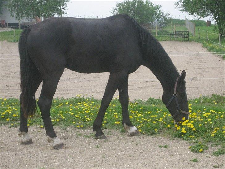 Dansk Varmblod Skønne Shiraz<3 billede 11