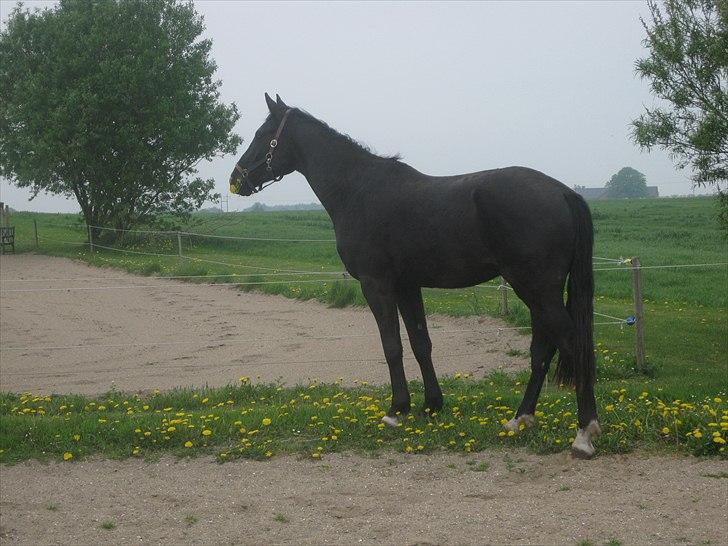 Dansk Varmblod Skønne Shiraz<3 billede 12