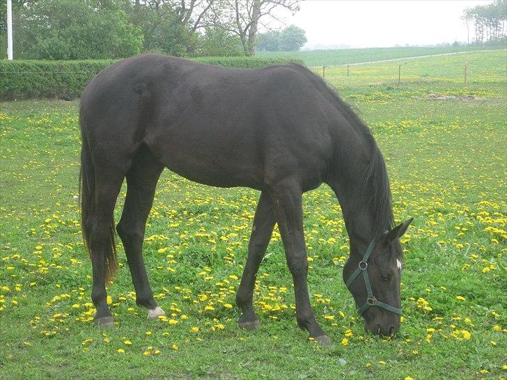 Dansk Varmblod Savanha billede 8