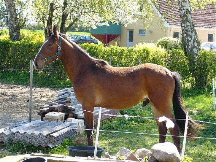 Anden særlig race fire walkers aslan -  april  2011  billede 14