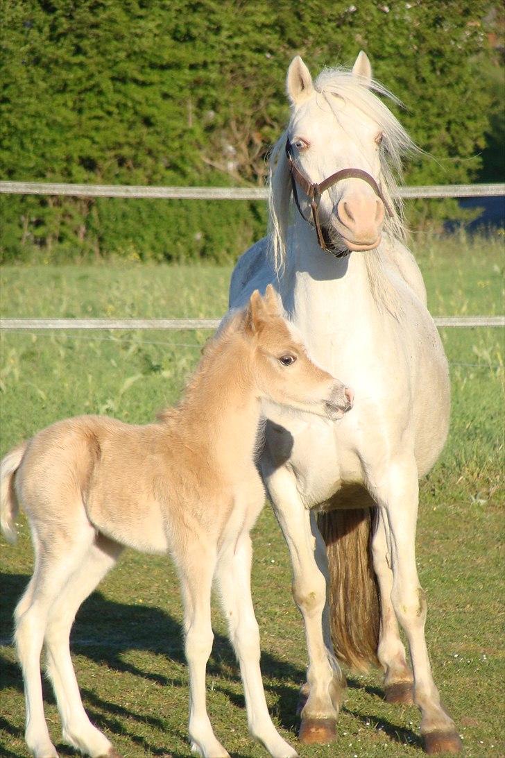 Welsh Mountain (sec A) Rø's Babyface billede 1