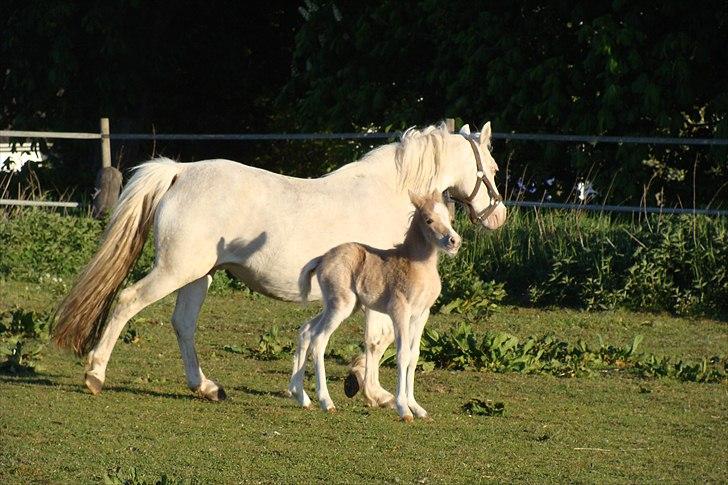 Welsh Mountain (sec A) Rø's Babyface billede 2