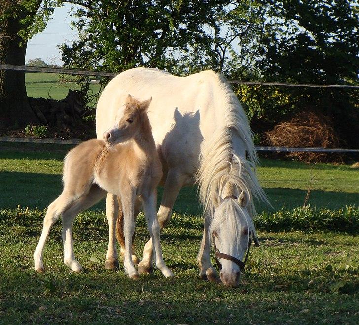 Welsh Mountain (sec A) Rø's Babyface billede 3