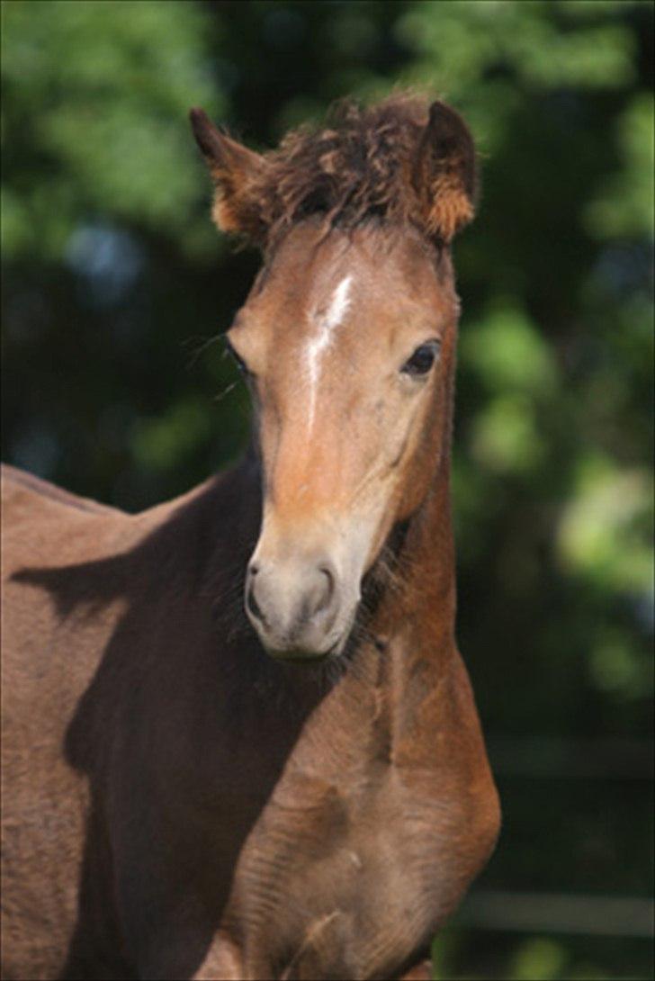 New Forest Birkilds Frederico billede 1