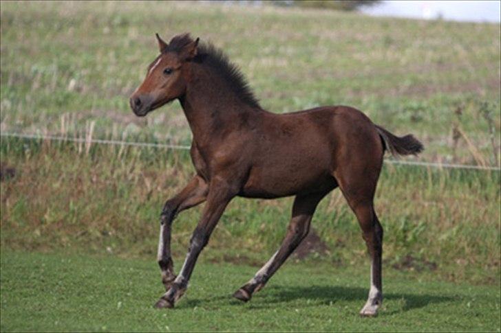 New Forest Birkilds Frederico billede 3