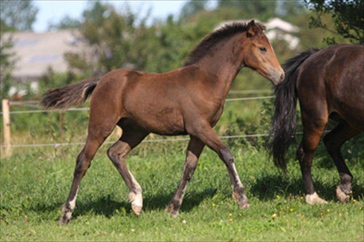 New Forest Birkilds Frederico billede 4