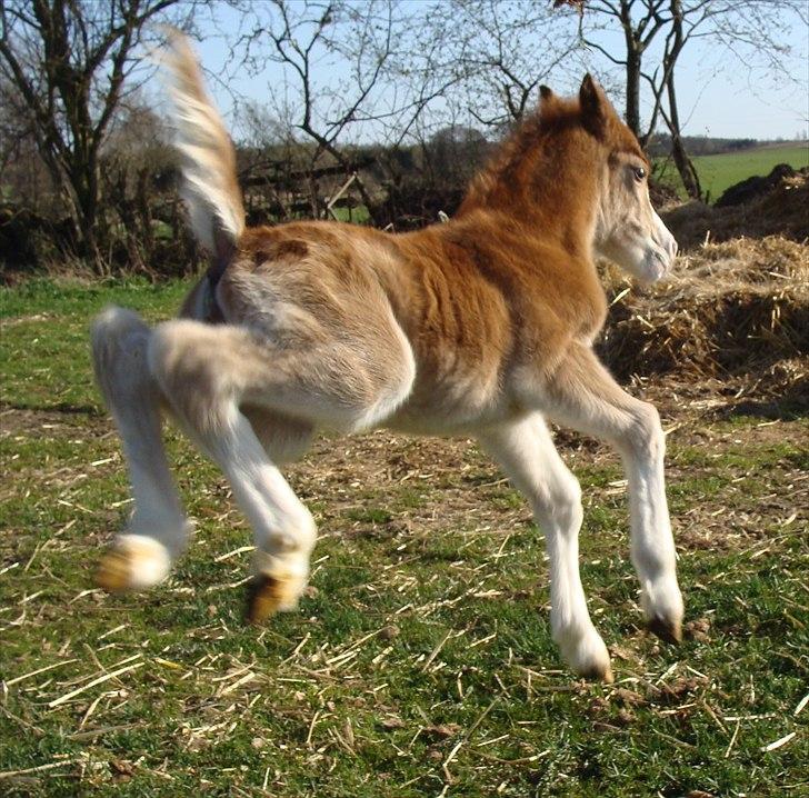 Welsh Mountain (sec A) Rø's Dizzy Mizz Lizzy billede 2