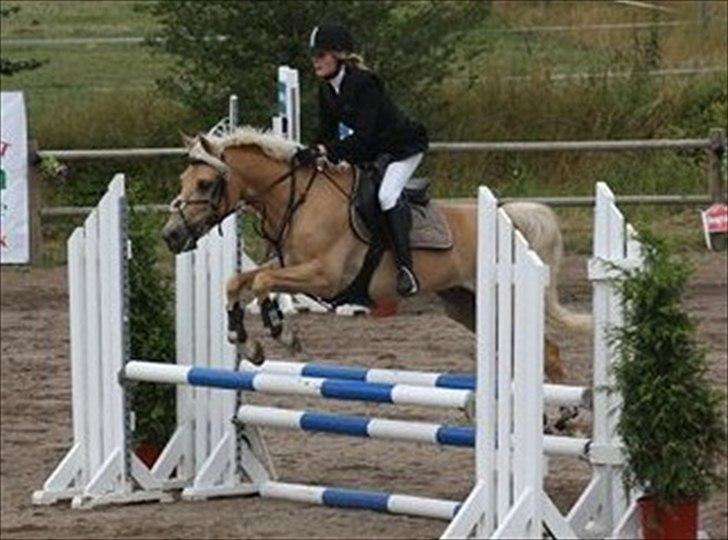 Anden særlig race Golden Dream:* (SOLGT):'( billede 20