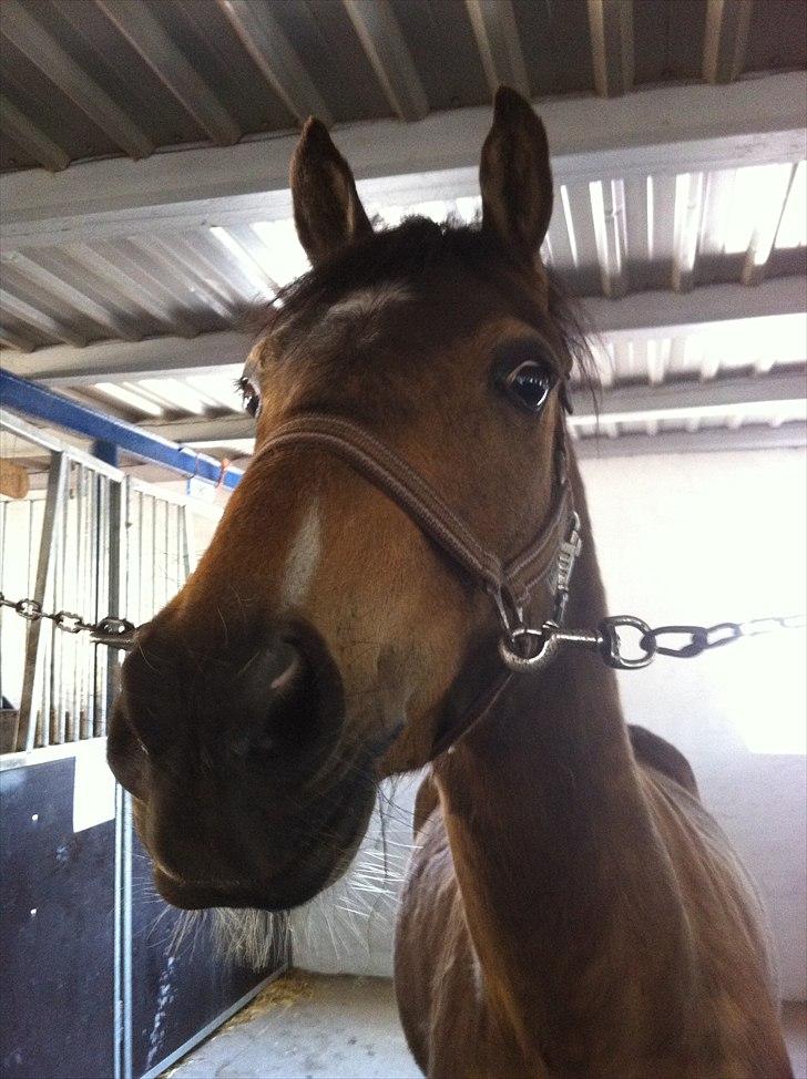 Hollandsk Sportspony Jalle - LÆKKERT! giv mig lige de der godbider nu jeg er såååå sød?:D billede 16