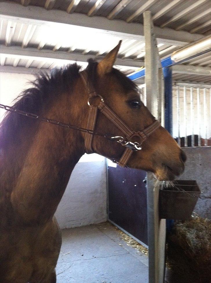 Hollandsk Sportspony Jalle - hvorfor må jeg ikke stå i min boks og (æde)?  billede 17