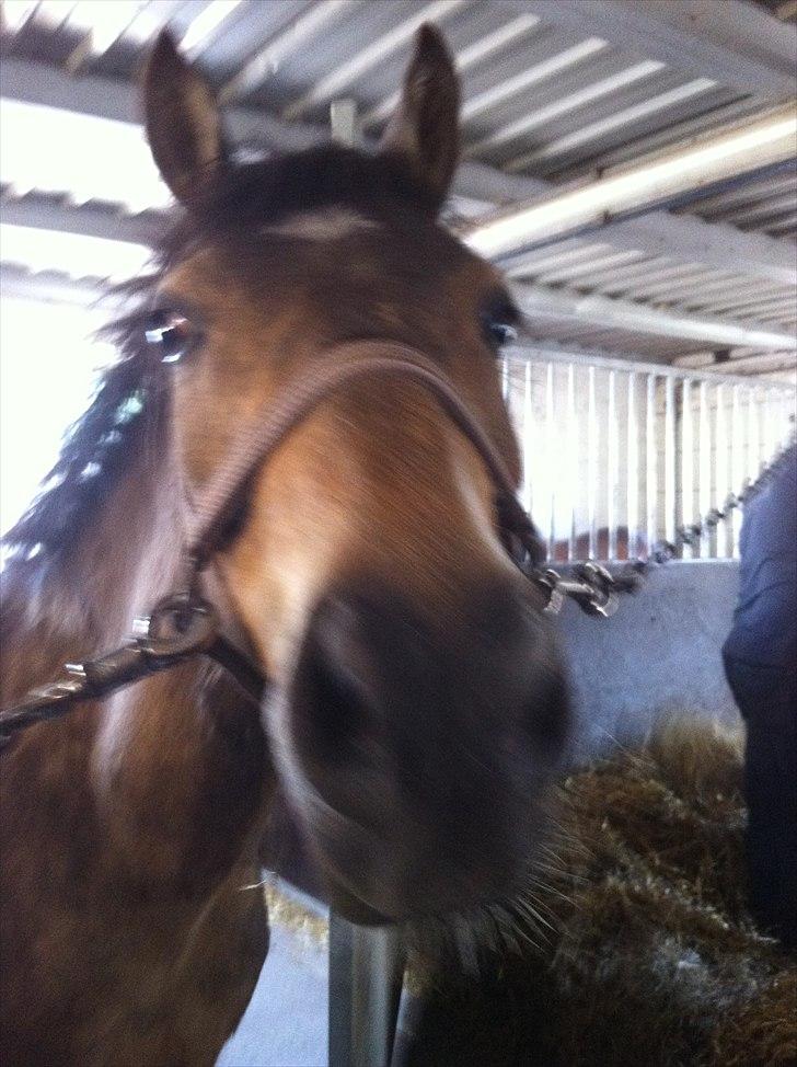 Hollandsk Sportspony Jalle - DDDAAAVVVSSS!!! hyggeligt. billede 18