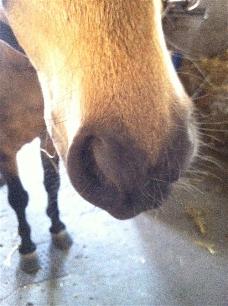 Hollandsk Sportspony Jalle - se min smukke mule?:D billede 19