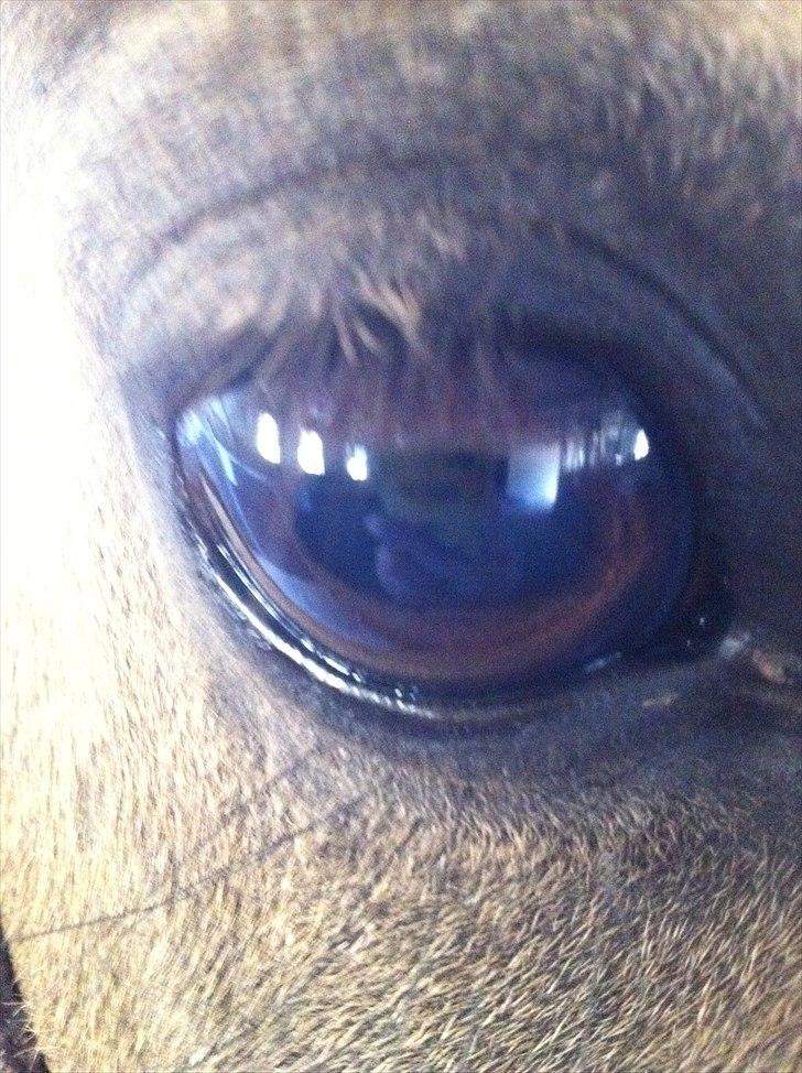 Hollandsk Sportspony Jalle - er det ikke bare et sødt øje jeg har? billede 20