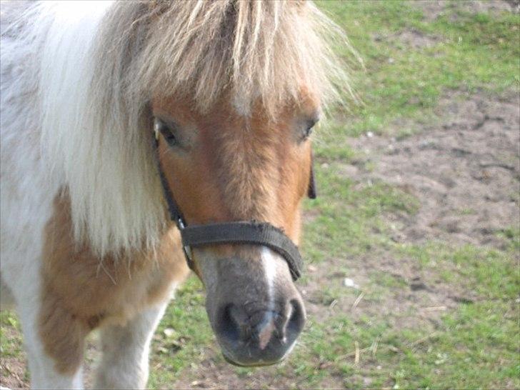 Shetlænder billy boy, my heart i:'<3 billede 12