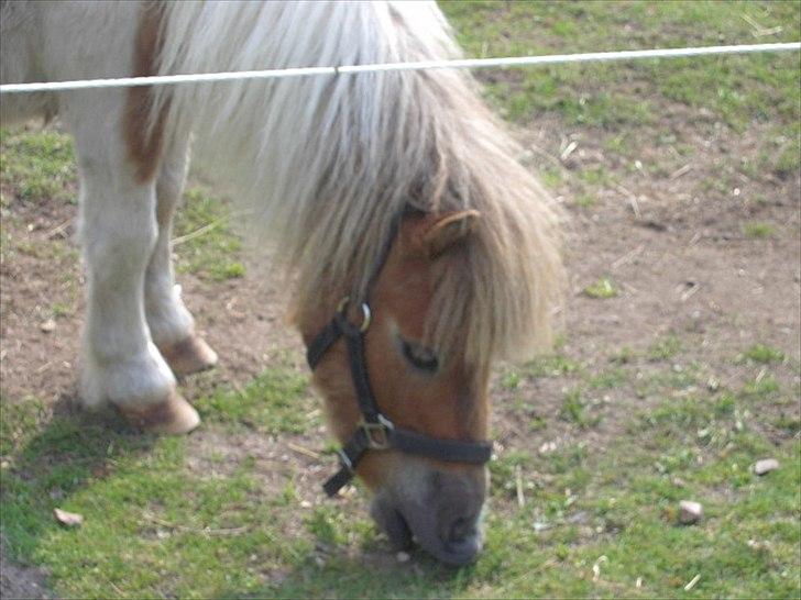 Shetlænder billy boy, my heart i:'<3 billede 4