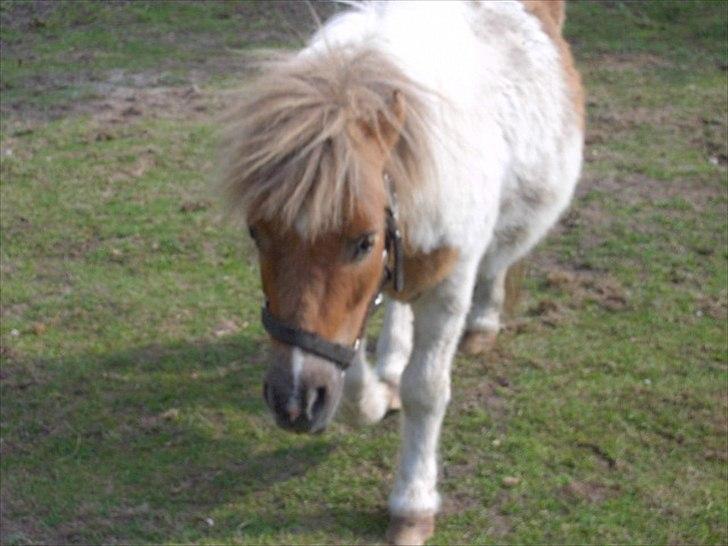 Shetlænder billy boy, my heart i:'<3 billede 7