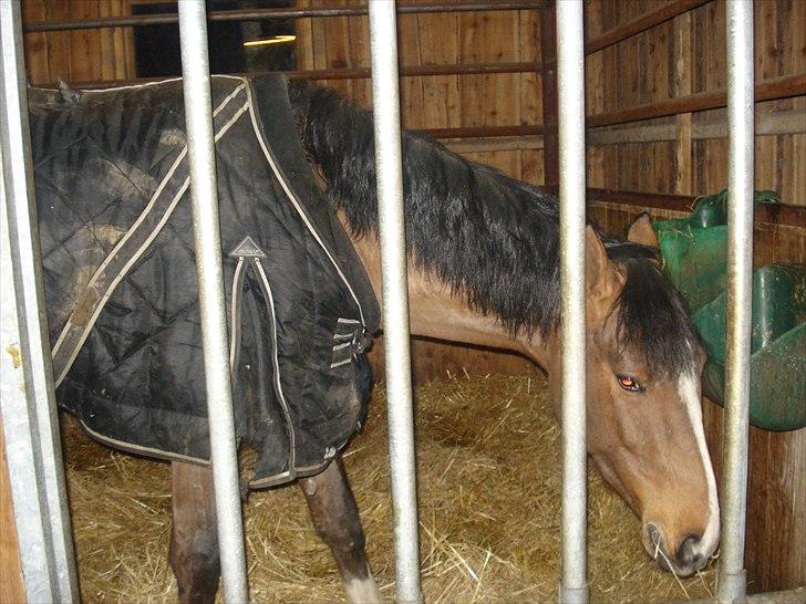 Holstener Trix Trax -Dejlige dreng, solgt... savnet- - [Foto: Katja Atzen Gade (Mig)] billede 16