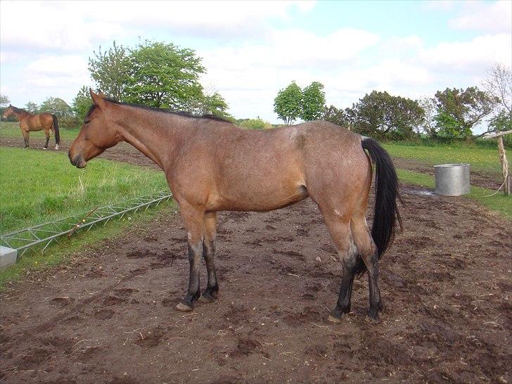 Traver Papaya Kaski  billede 12