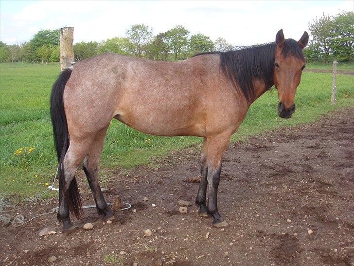 Traver Papaya Kaski  billede 13