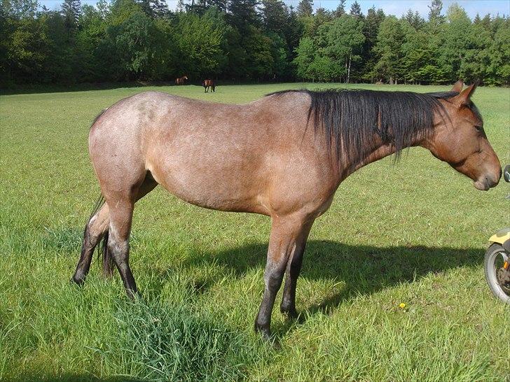 Traver Papaya Kaski  billede 14