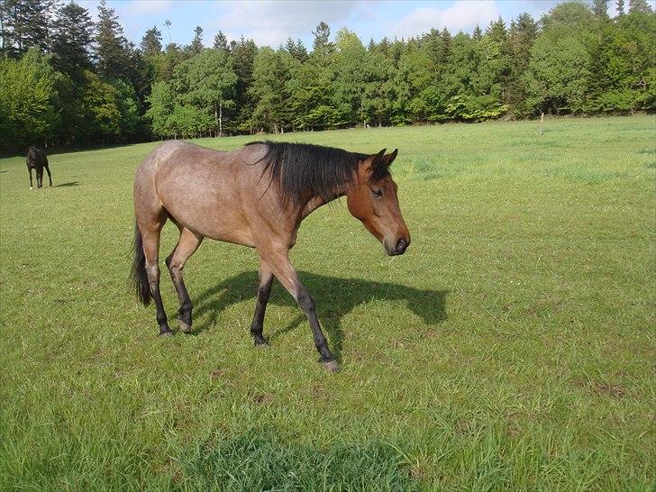 Traver Papaya Kaski  billede 15