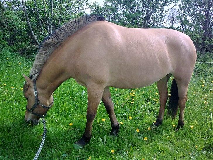 Anden særlig race My Darling billede 13