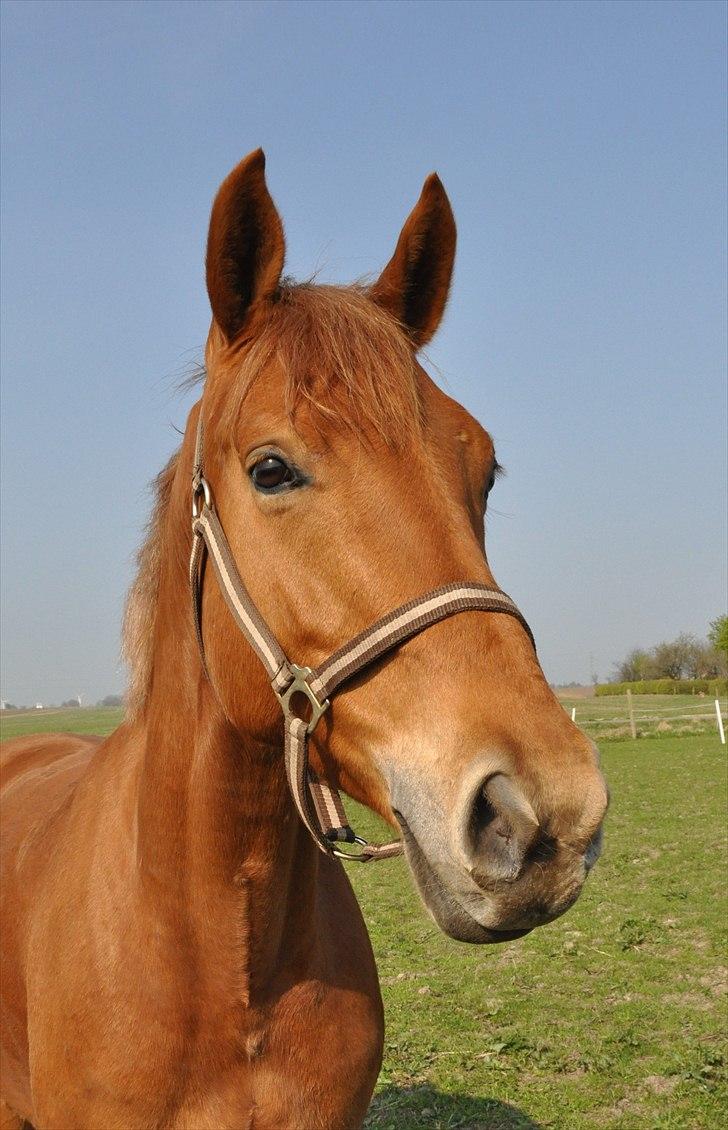 Dansk Varmblod Diva billede 17