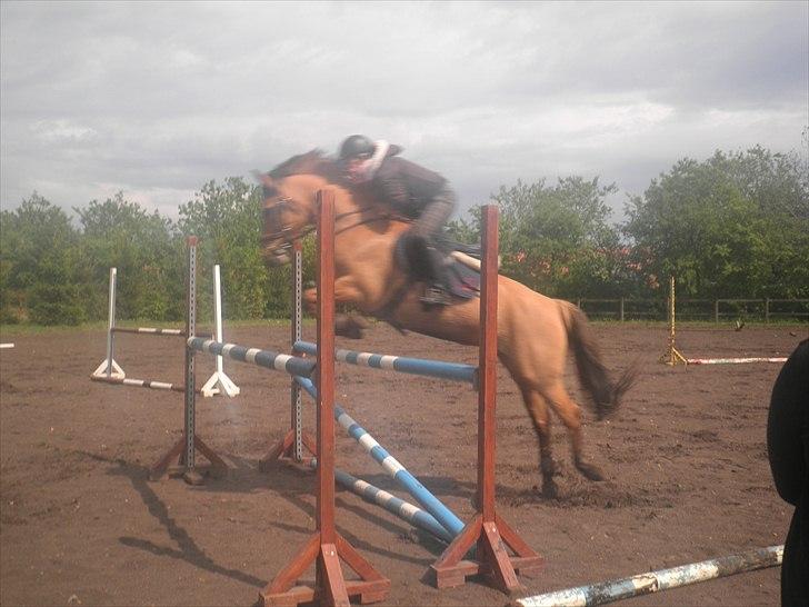 Anden særlig race Lucky Carisma - 115 uden problem :i billede 1