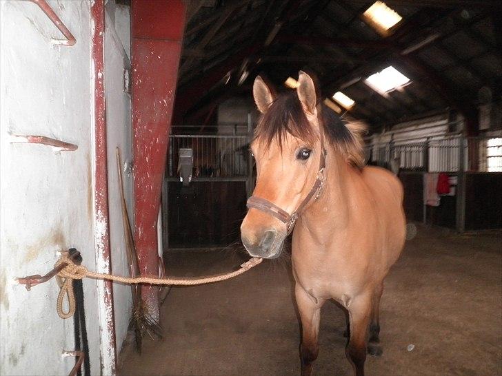 Anden særlig race Lucky Carisma billede 2