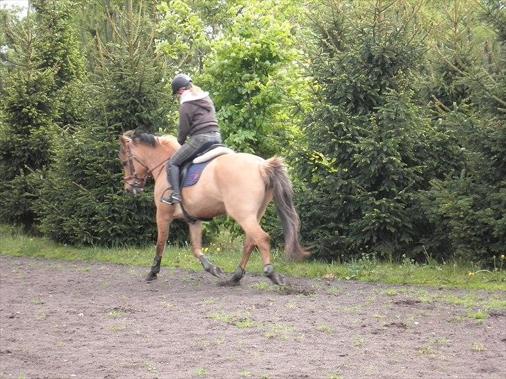 Anden særlig race Lucky Carisma billede 3
