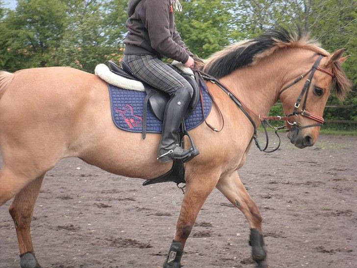 Anden særlig race Lucky Carisma billede 4