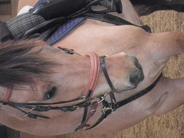 Anden særlig race Lucky Carisma billede 5