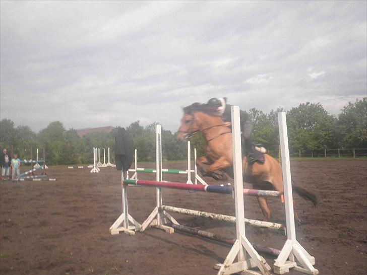 Anden særlig race Lucky Carisma billede 6