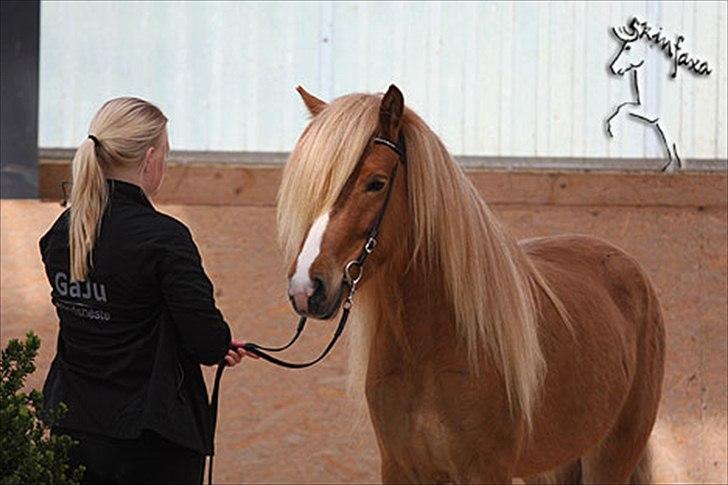 Islænder Sóley frá Steinsholti -  
It's okay to be crazy. As long as you're crazy in love.! 
 billede 1