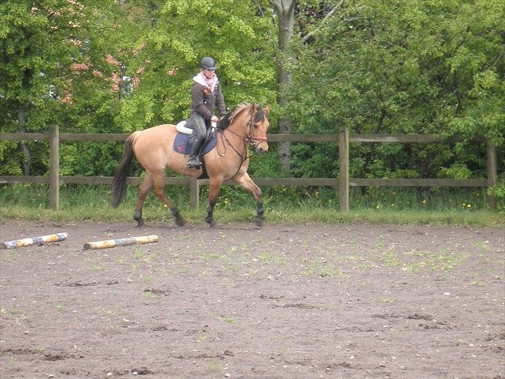 Anden særlig race Lucky Carisma billede 11