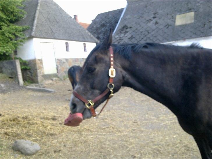 Anden særlig race  flik flak - leger med mors sko billede 9