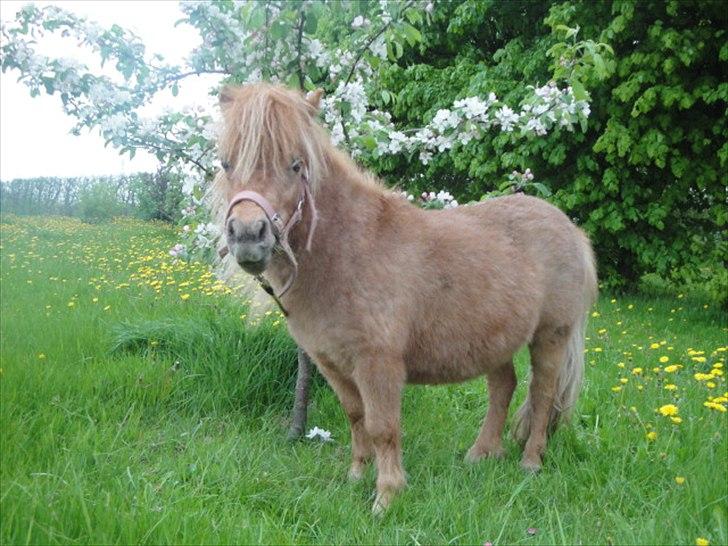 Miniature Mimmie (låne pony) billede 15