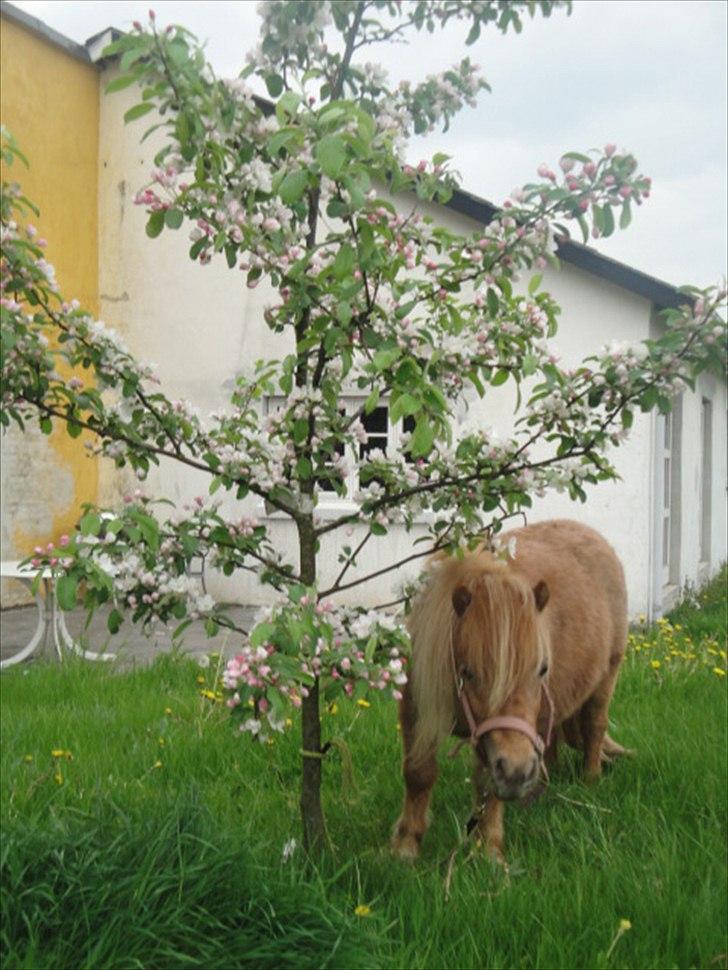 Miniature Mimmie (låne pony) - Er jeg ikke bare smuk? :* :) billede 16