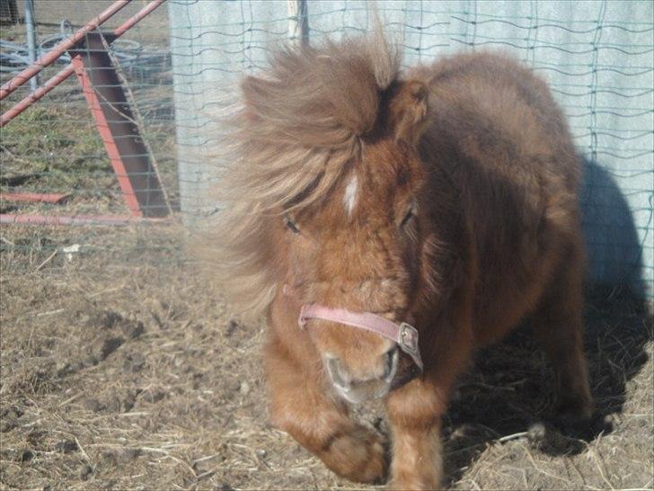 Miniature Mimmie (låne pony) billede 17
