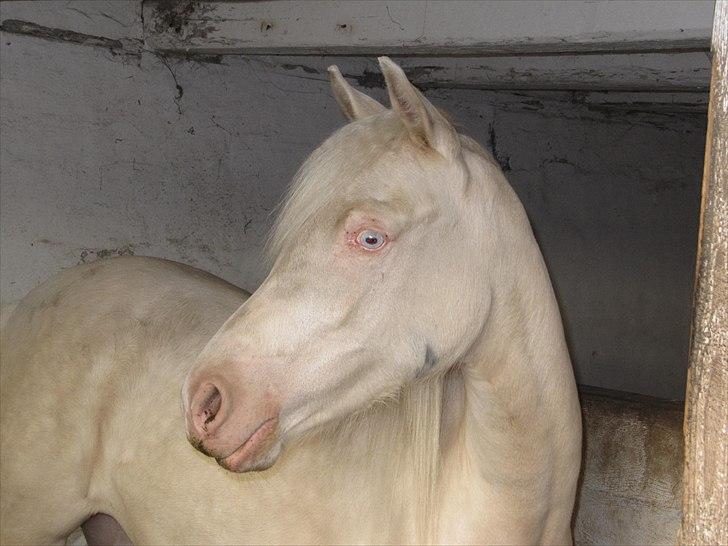 Palomino Stald Englunds Nadine billede 1