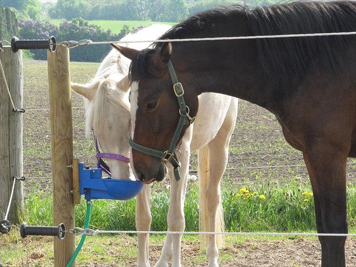 Palomino Stald Englunds Nadine - "Se Nadine, her er vandet" billede 2