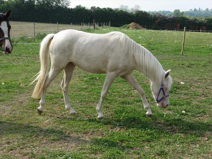 Palomino Stald Englunds Nadine billede 3