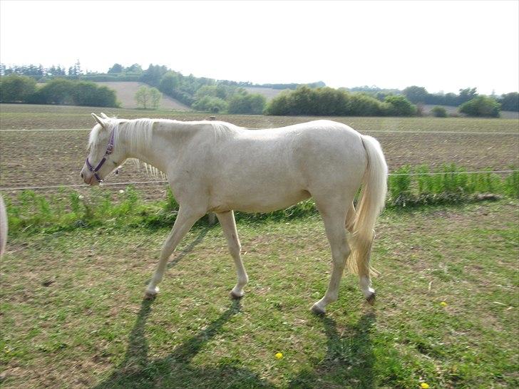Palomino Stald Englunds Nadine billede 5