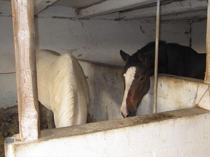 Palomino Stald Englunds Nadine - "Ummm Nadine, dit foder lugter altså godt!!" billede 7